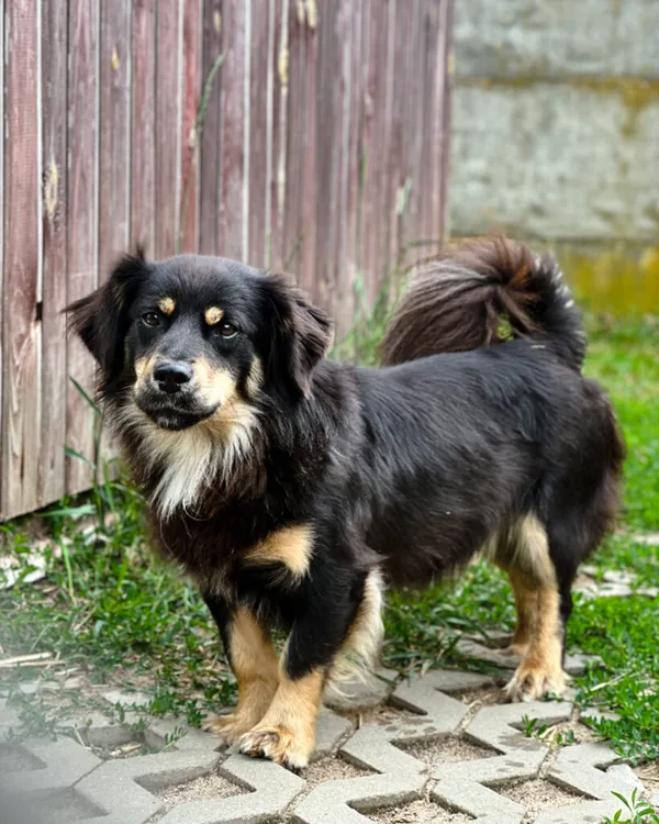 Pies do adopcji, Korabiewice, 5 lipca 2025 (3/5)