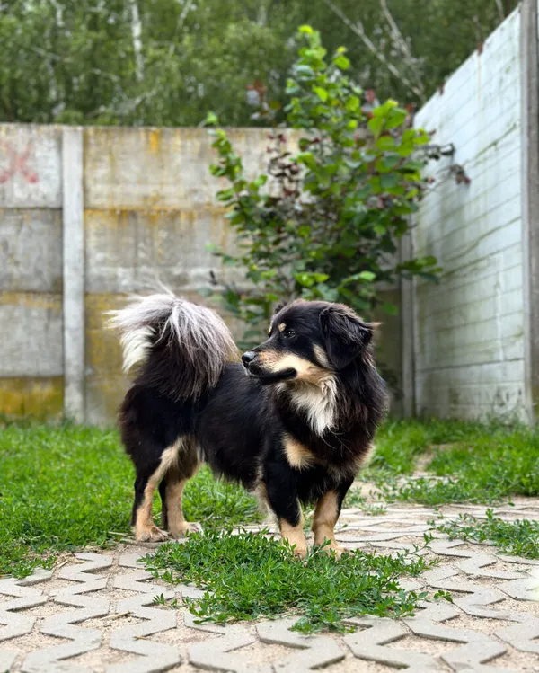 Pies do adopcji, Korabiewice, 5 lipca 2025 (4/5)