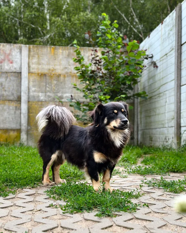 Pies do adopcji, Korabiewice, 5 lipca 2025 (5/5)