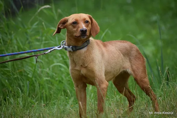 Znaleziono psa, Toruń, 13 czerwca 2025