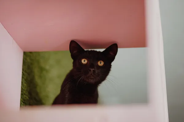 Oddam kota, Olsztyn, Osiedle Generałów, 6 lipca 2025 (1/4)