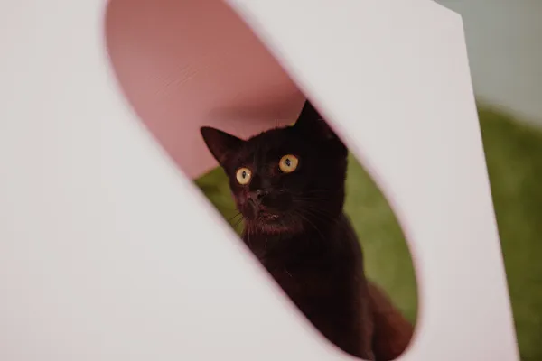 Oddam kota, Olsztyn, Osiedle Generałów, 6 lipca 2025 (3/4)