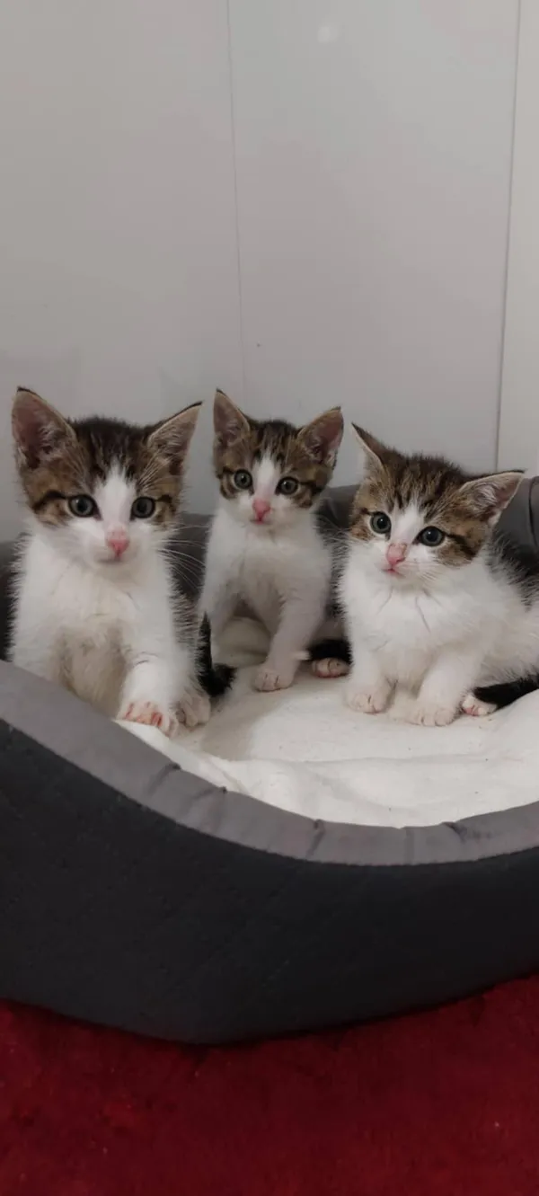 Oddam kota, Elbląg, Kępa Północna, 6 lipca 2025 (2/5)