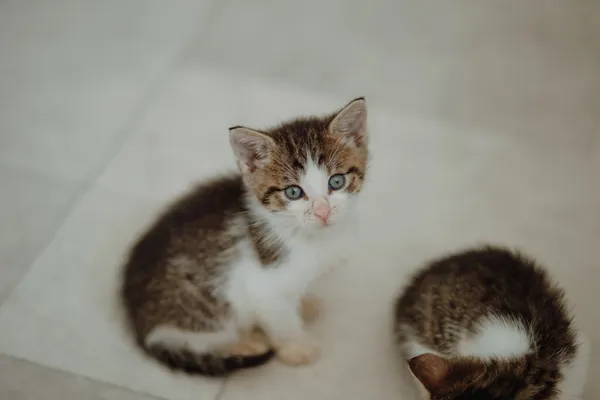 Oddam kota, Elbląg, Kępa Północna, 6 lipca 2025 (4/5)