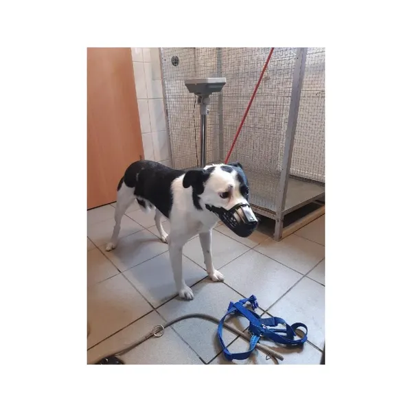 Znaleziono psa, Białystok, 5 lipca 2025