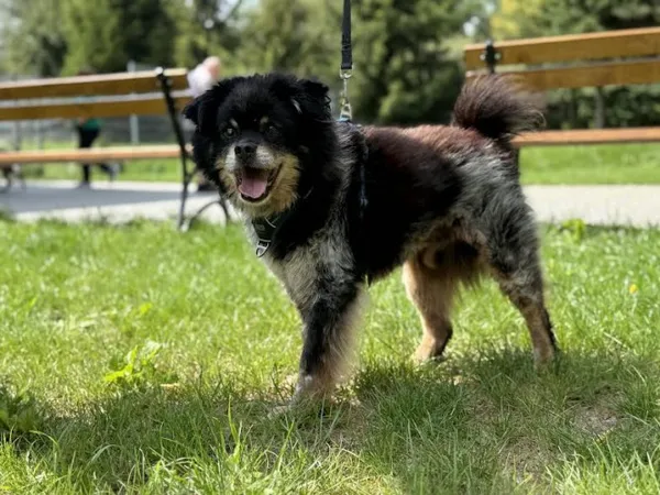 Pies do adopcji, Kraków, 21 czerwca 2025 (3/5)