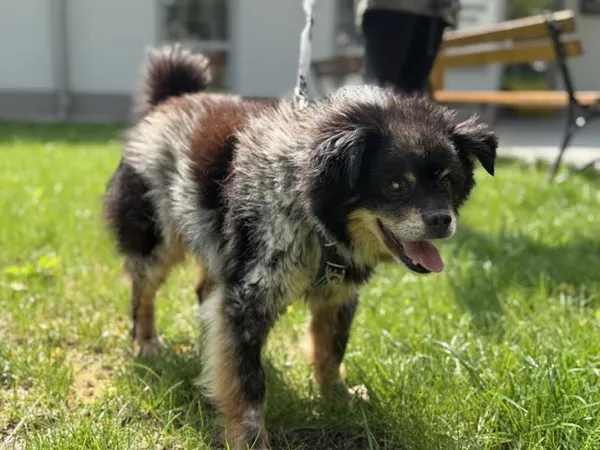 Pies do adopcji, Kraków, 21 czerwca 2025 (4/5)