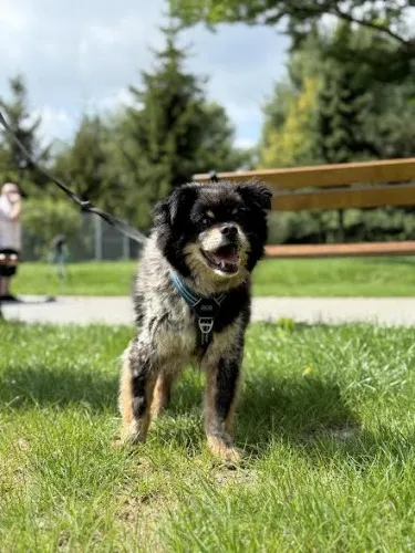 Pies do adopcji, Kraków, 21 czerwca 2025 (5/5)