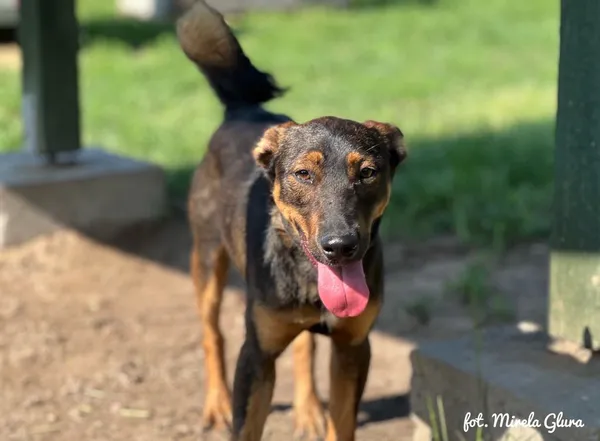 Pies do adopcji, Bydgoszcz, 6 lipca 2025 (1/4)