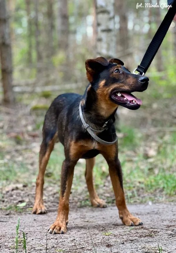 Pies do adopcji, Bydgoszcz, 6 lipca 2025 (2/4)