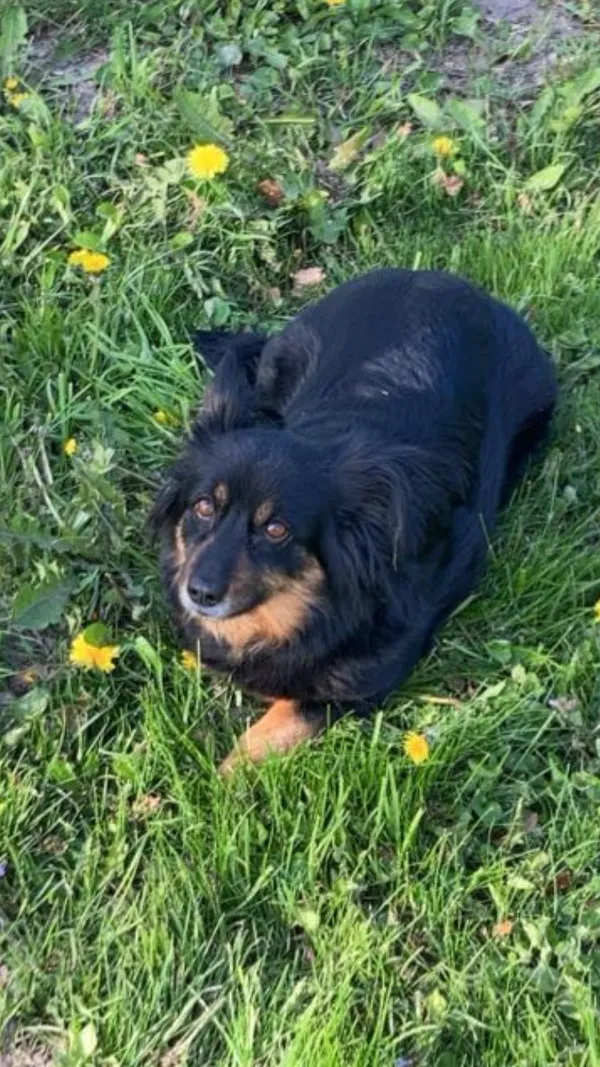 Zaginął pies, Zalesie, 6 lipca 2025 (3/3)