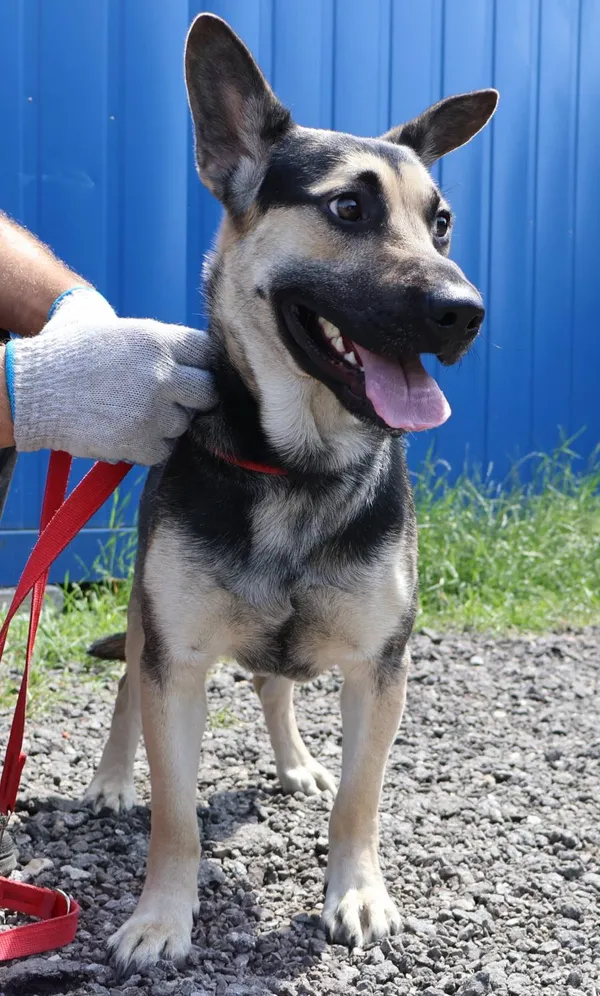 Znaleziono psa, Łódź, 6 lipca 2025 (1/5)