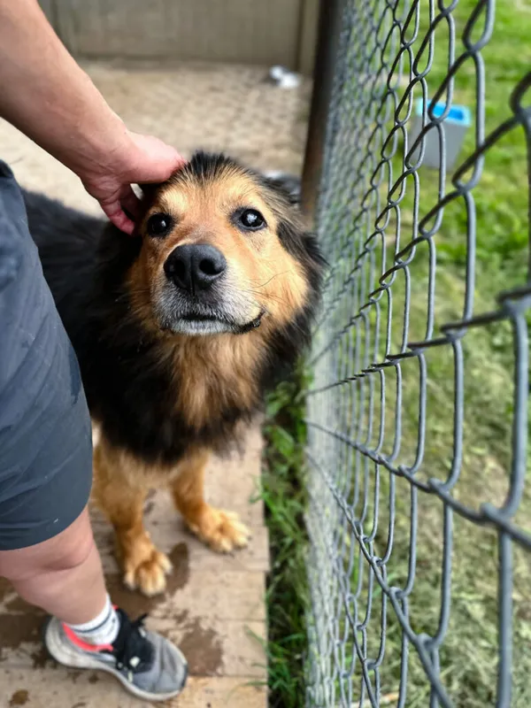 Pies do adopcji, Korabiewice, 6 lipca 2025 (5/5)