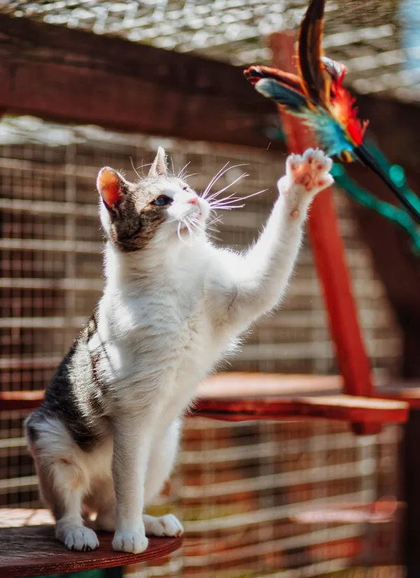 Oddam kota, Elbląg, Witoszewo, 7 lipca 2025 (5/5)