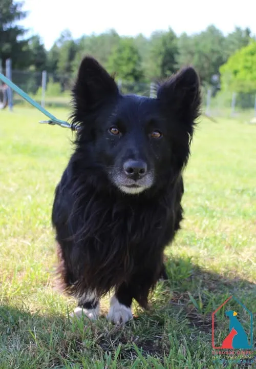 Pies do adopcji, Grudziądz, 29 czerwca 2025