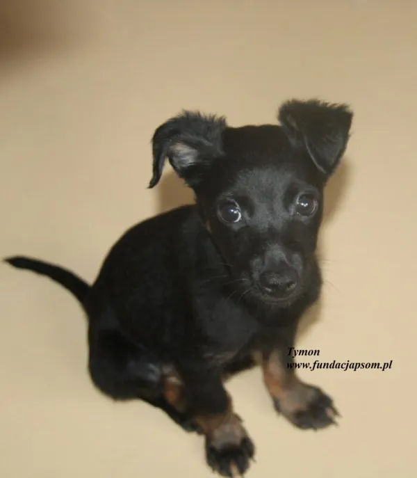 Pies do adopcji, Nowy Dwór Mazowiecki, 7 lipca 2025 (1/5)