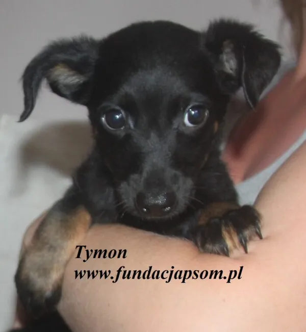 Pies do adopcji, Nowy Dwór Mazowiecki, 7 lipca 2025 (2/5)