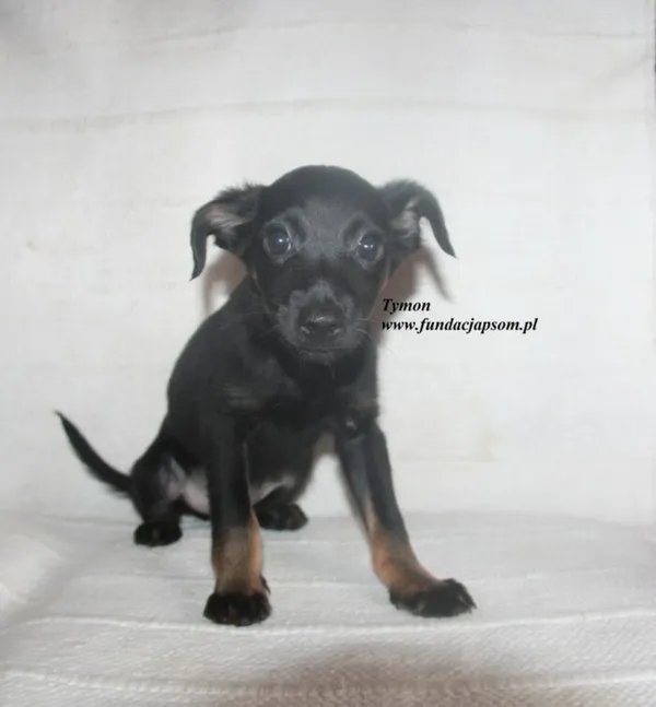 Pies do adopcji, Nowy Dwór Mazowiecki, 7 lipca 2025 (3/5)