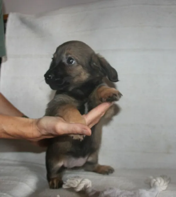 Pies do adopcji, Nowy Dwór Mazowiecki, 7 lipca 2025 (4/5)