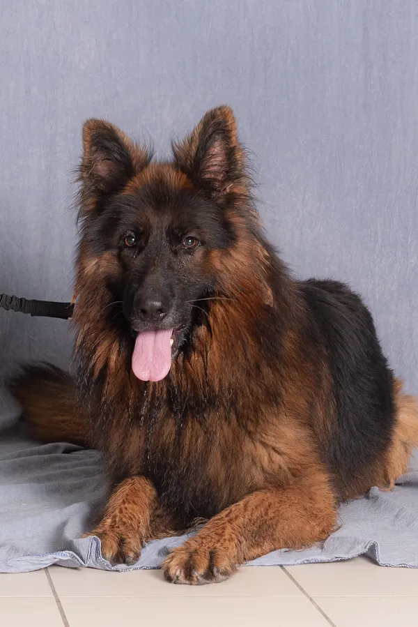 Pies do adopcji, Gdańsk, 22 maja 2025