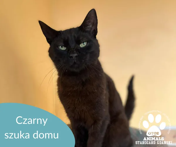 Kot do adopcji, Starogard Gdański, 7 lipca 2025