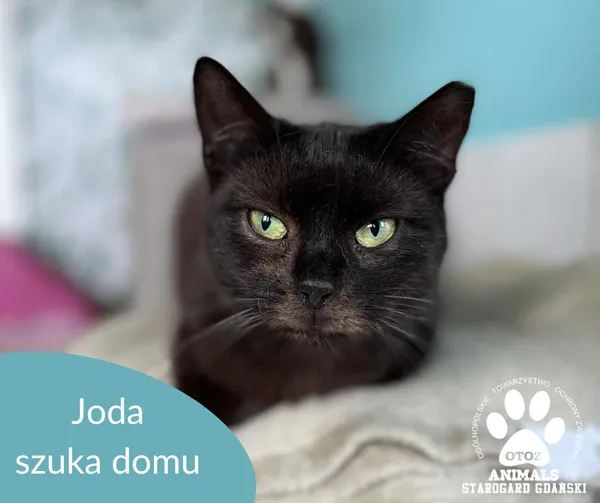 Kot do adopcji, Starogard Gdański, 7 lipca 2025