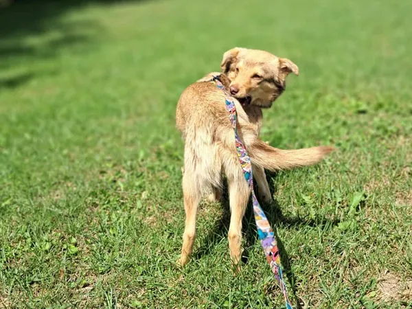 Znaleziono psa, Tatary, 1 czerwca 2025 (4/4)