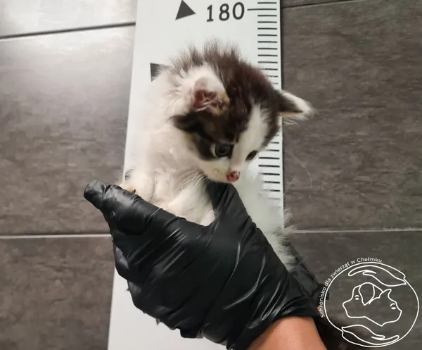 Znaleziono kota, Chełmek, 7 lipca 2025