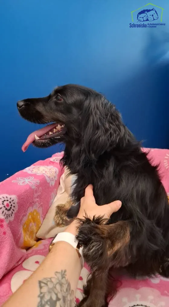 Znaleziono psa, Szczecin, 6 lipca 2025 (2/3)