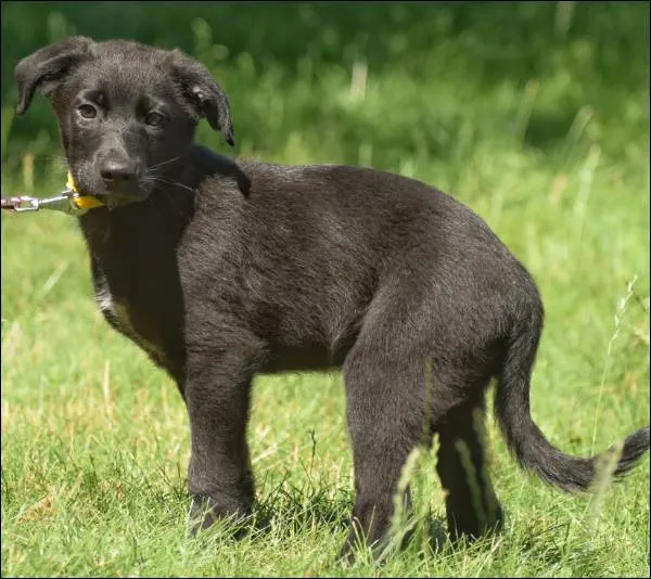 Znaleziono psa, Grudziądz, 21 maja 2025