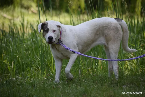 Znaleziono psa, Toruń, 4 czerwca 2025