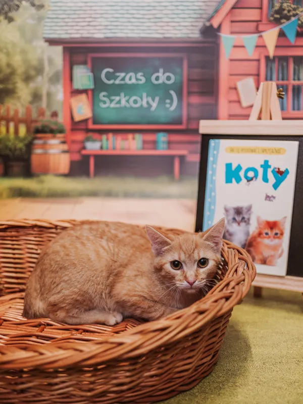 Znaleziono kota, Sosnowiec, 3 lipca 2025 (3/5)