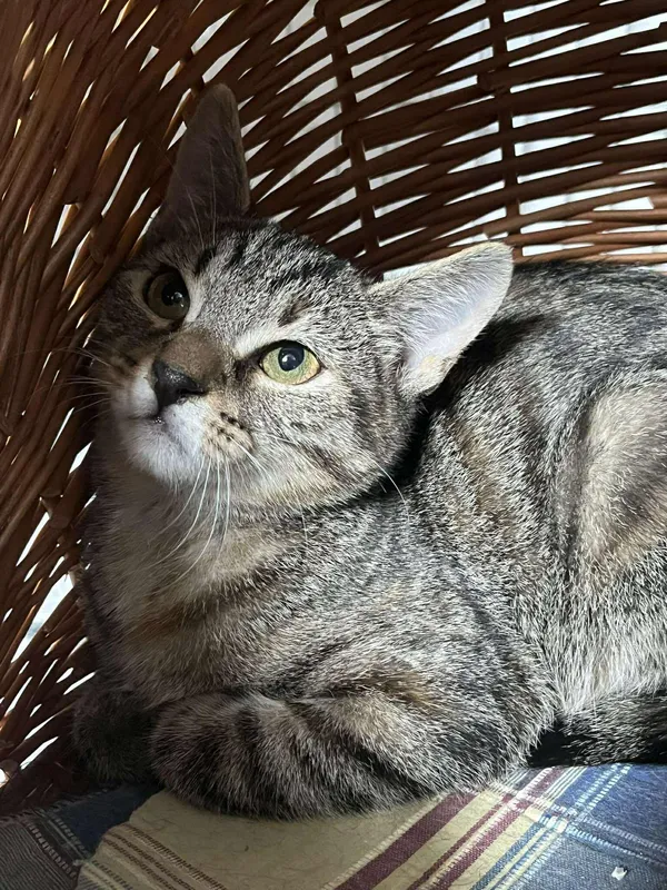 Znaleziono kota, Sosnowiec, 3 lipca 2025 (2/5)