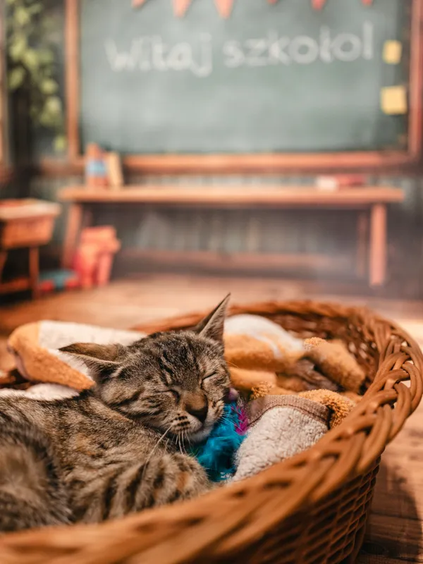 Znaleziono kota, Sosnowiec, 3 lipca 2025 (4/5)