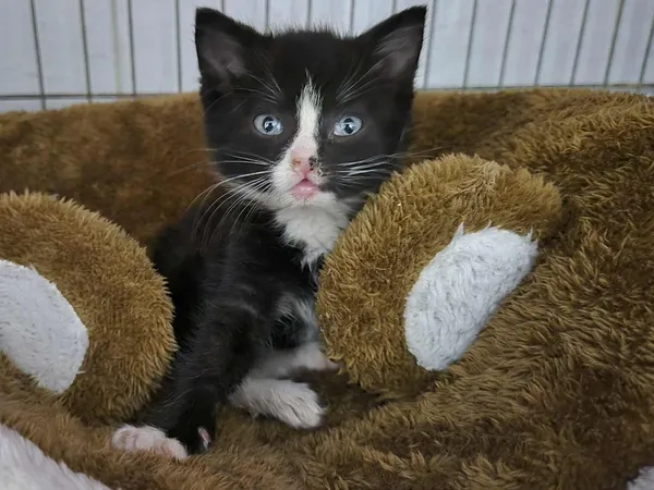 Znaleziono kota, Sosnowiec, 4 lipca 2025 (1/4)