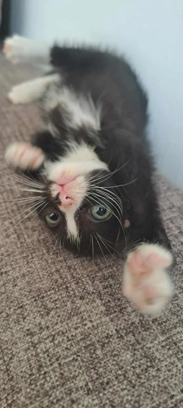 Znaleziono kota, Sosnowiec, 4 lipca 2025 (2/4)