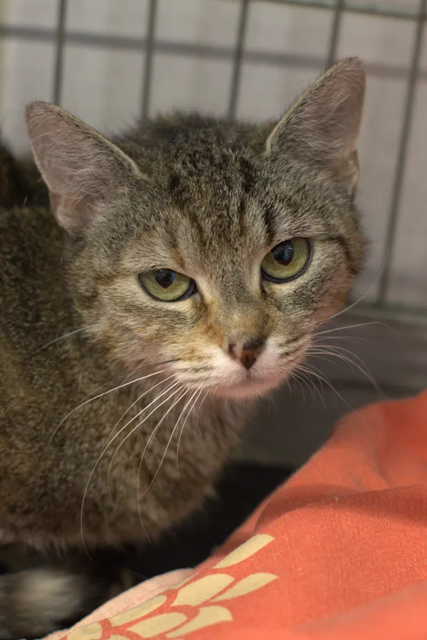 Znaleziono kota, Sosnowiec, 3 lipca 2025 (1/3)