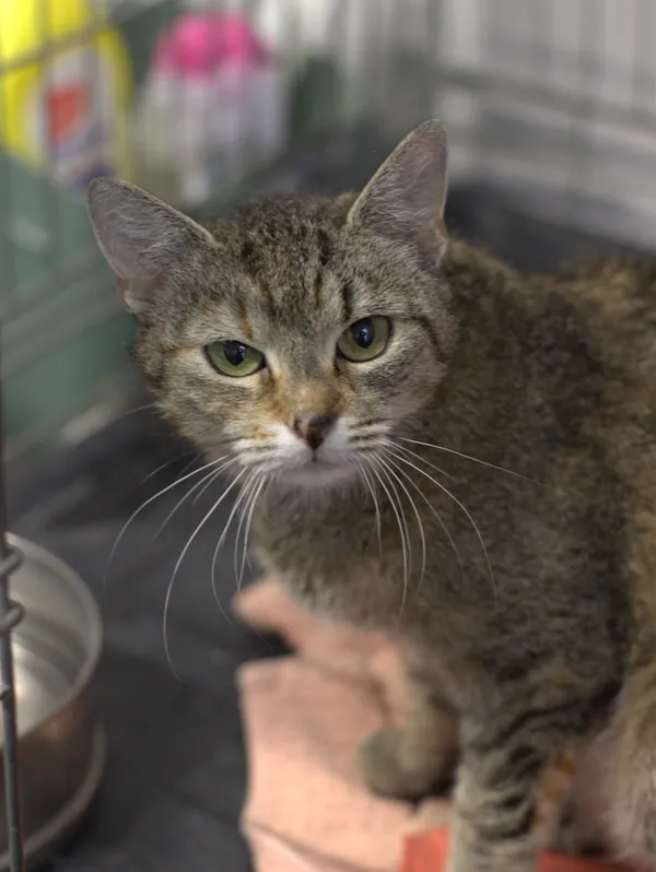 Znaleziono kota, Sosnowiec, 3 lipca 2025 (2/3)