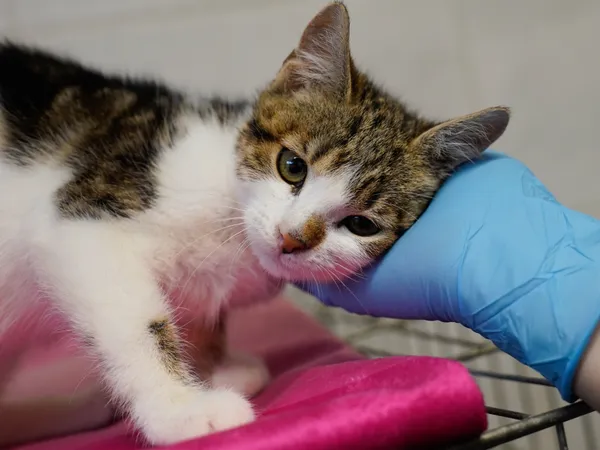 Znaleziono kota, Sosnowiec, 5 lipca 2025 (2/2)