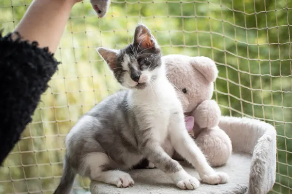 Znaleziono kota, Sosnowiec, 3 lipca 2025 (2/5)