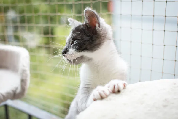 Znaleziono kota, Sosnowiec, 3 lipca 2025 (5/5)