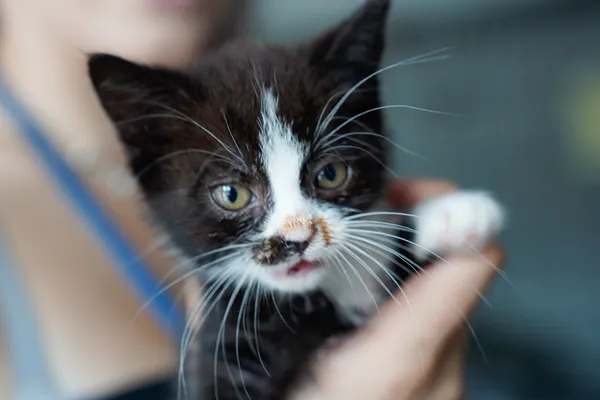 Znaleziono kota, Sosnowiec, 7 lipca 2025 (3/4)