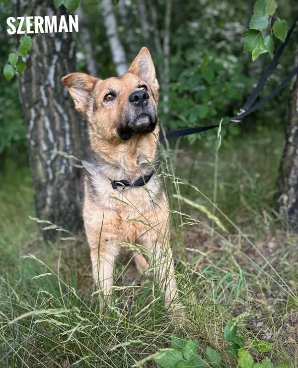 Pies do adopcji, Rytlów, 7 lipca 2025 (1/2)