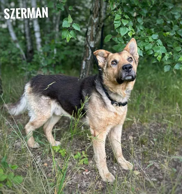 Pies do adopcji, Rytlów, 7 lipca 2025 (2/2)