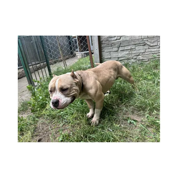 Znaleziono psa, Białystok, 2 lipca 2025