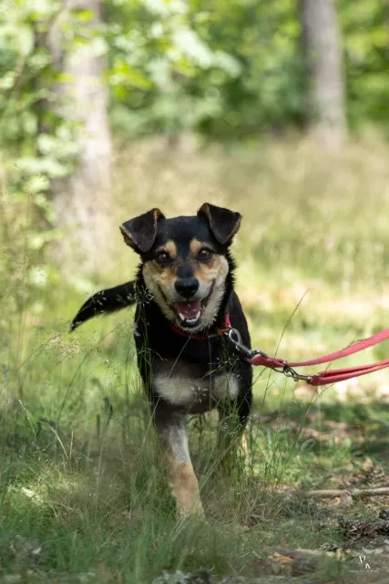 Pies do adopcji, Piła, 17 maja 2025 (1/5)