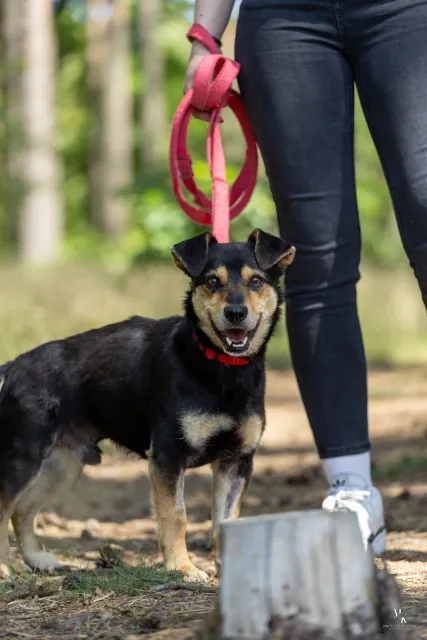 Pies do adopcji, Piła, 17 maja 2025 (3/5)