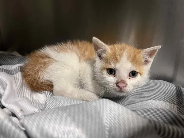 Kot do adopcji, Włocławek, 5 lipca 2025