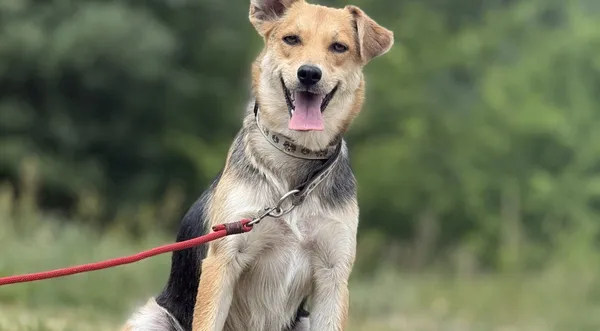 Pies do adopcji, Pieczyska, 7 lipca 2025 (1/4)