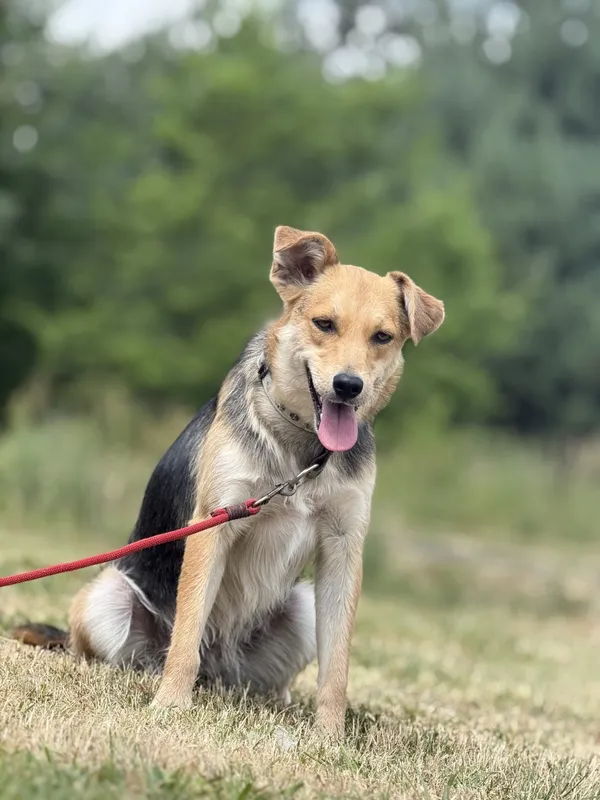 Pies do adopcji, Pieczyska, 7 lipca 2025 (2/4)